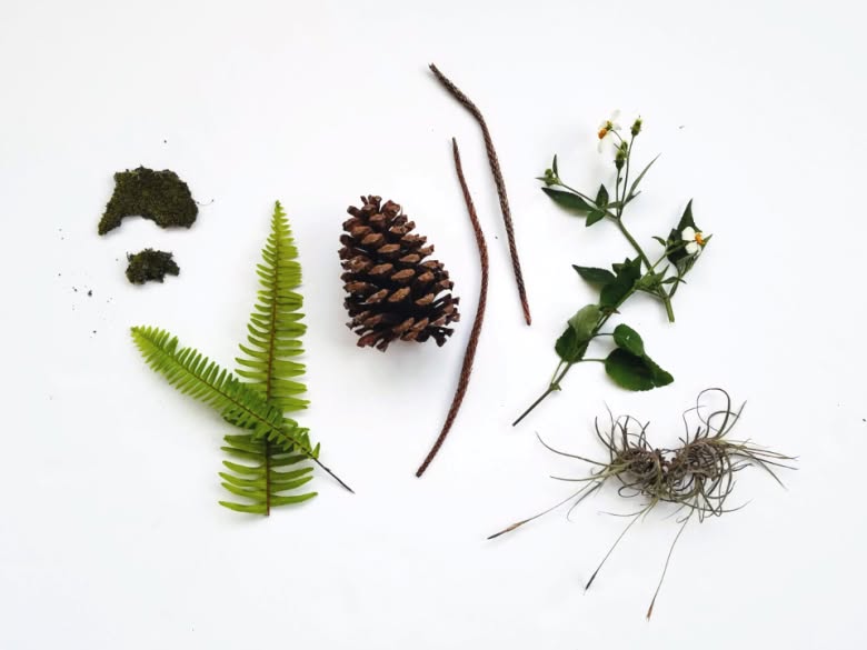 Intro to Botany with Bryce Lovelace