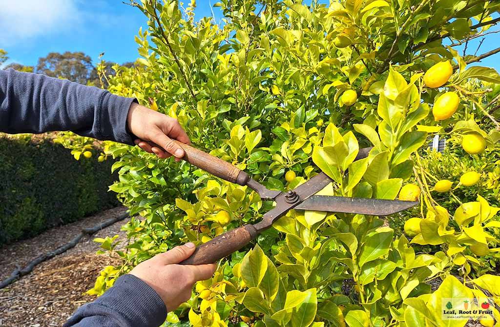 Fruit Tree Pruning with Mark Tancig