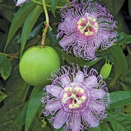 Edible Natives with Bryce Lovelace