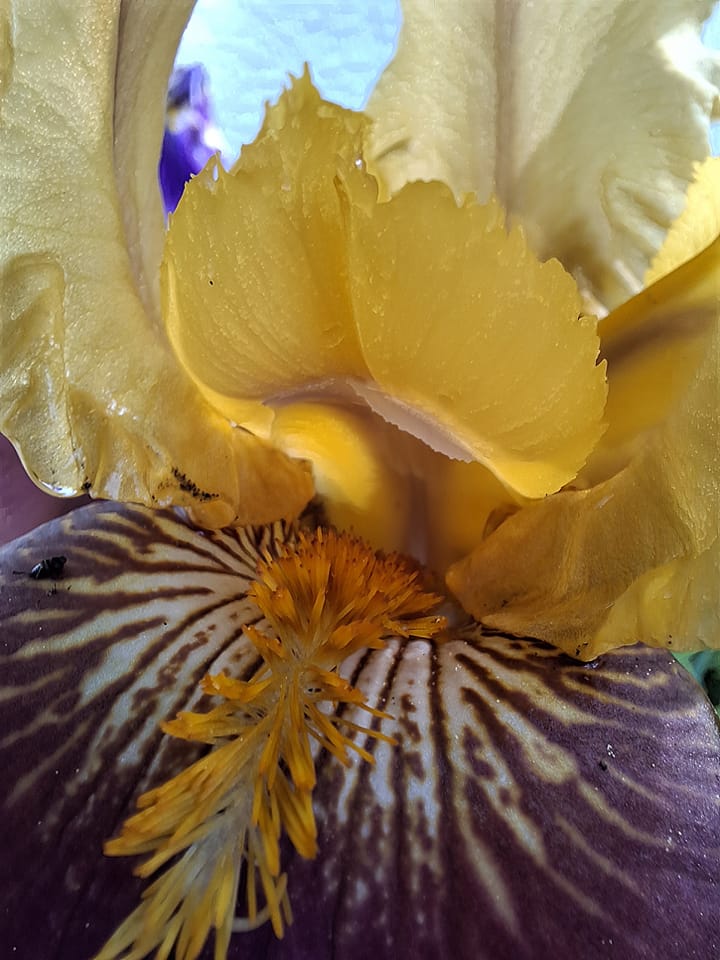 Annual Iris Show