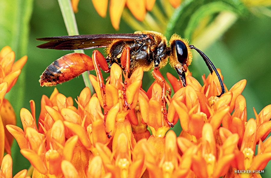 Secret Helpers in Your Garden with Ben Gunther