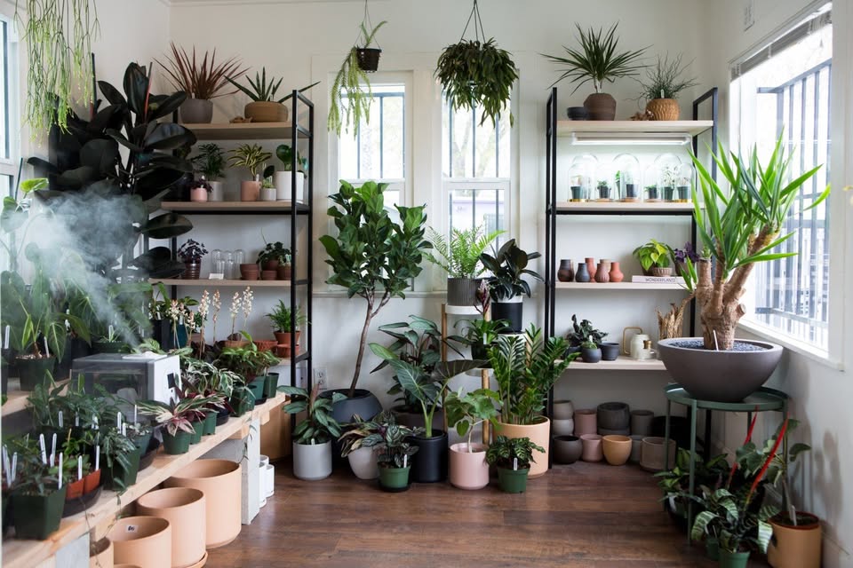 Houseplants 101 with Rosey Melucci
