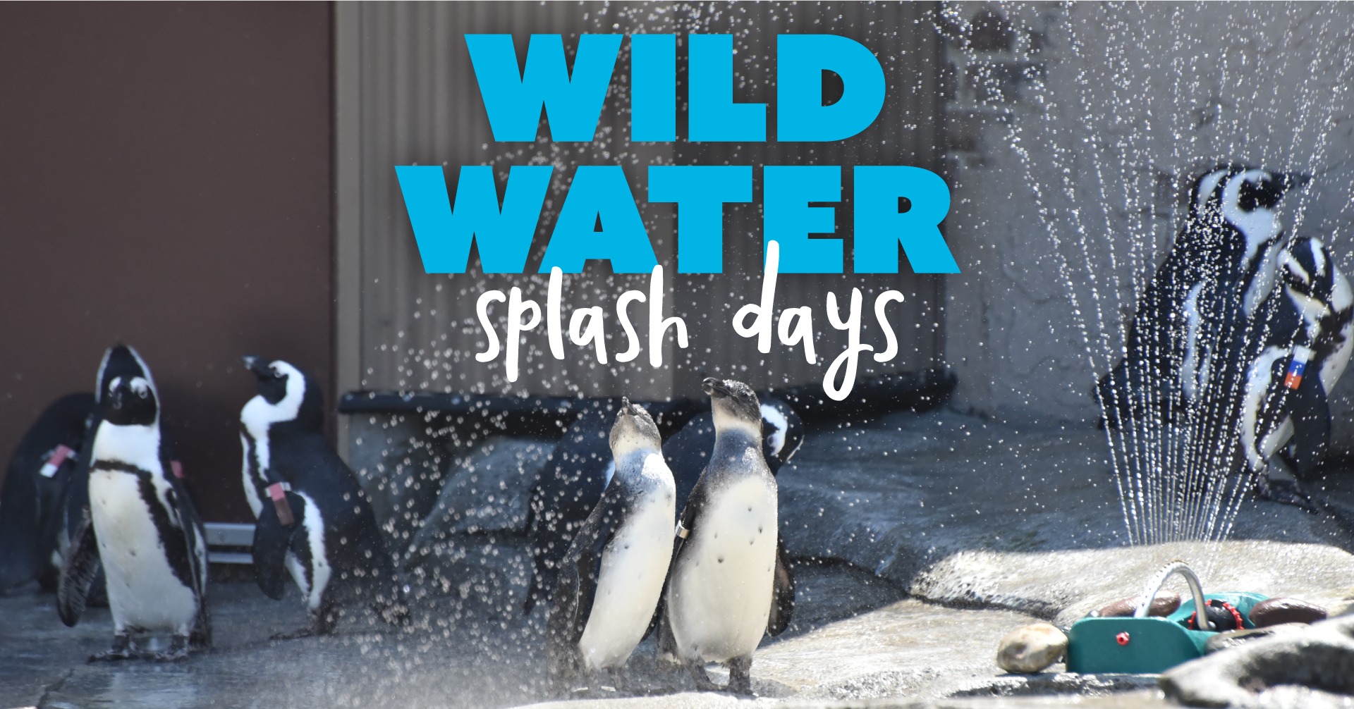 Wild Water Splash Days