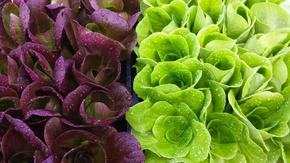 Wednesday Mylan Park Market