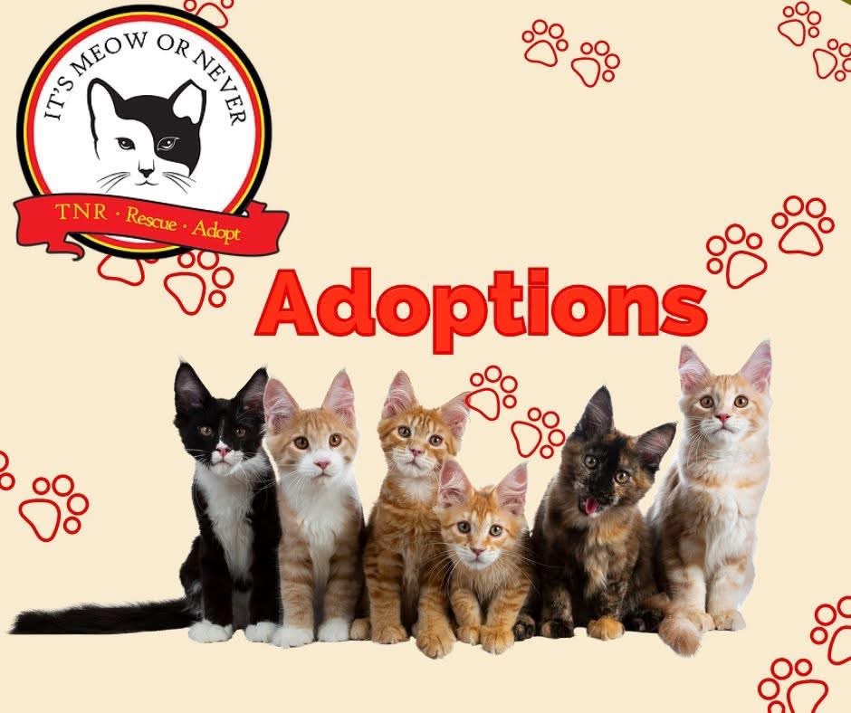 Cat and Kitten Adoptions