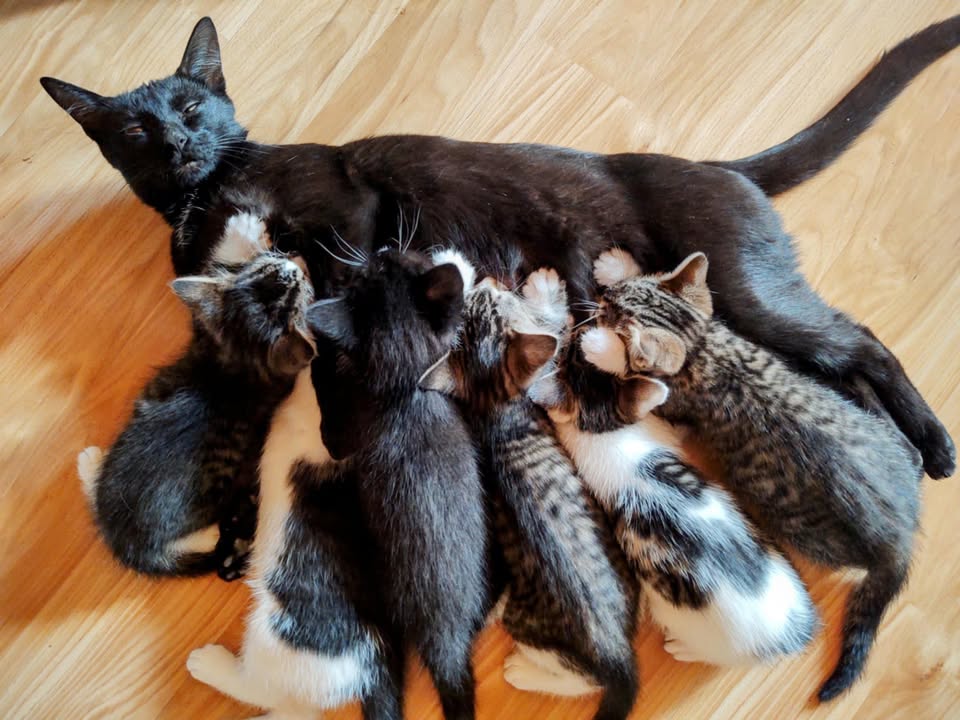 Cat and kitten adoptions at Missoula Vet!
